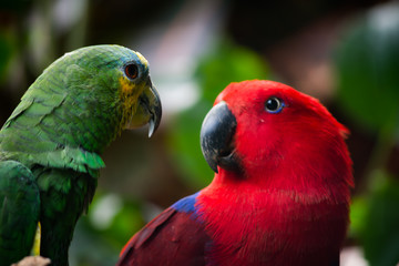Eclectus Parrot