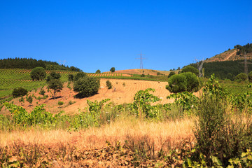 Fototapeta premium View of vineyards in the Spanish countryside