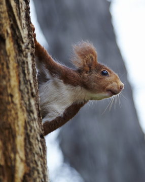 Red squirrel in Parque del Retiro, Madrid, Spain 