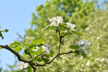 Apfelblüte im Sonnenschein