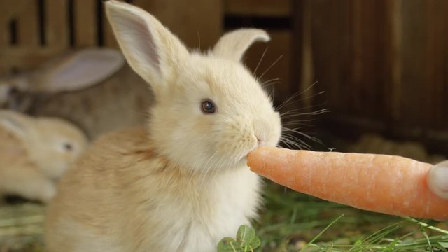 CLOSE UP: Cute fluffy little light brown bunny eating big fresh carrot