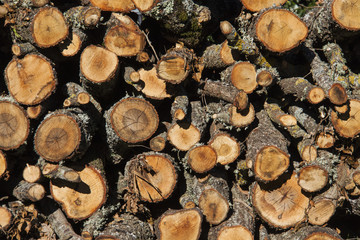 Catasta di legna