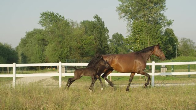 SLOW MOTION: Adorable mare and newborn colt running along white corral