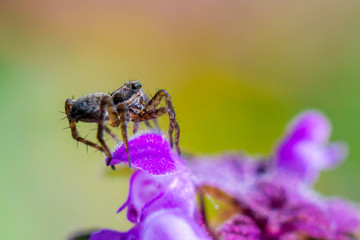 small spider on flower