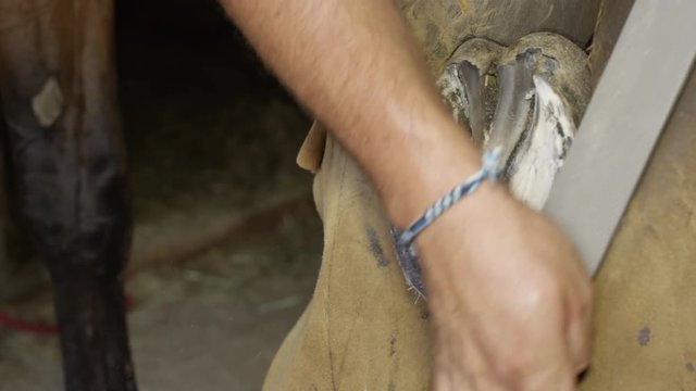 CLOSE UP: Blacksmith farrier smoothing out unleveled areas of horse's hoof