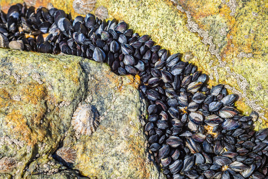 Natural oyster black shell shellfish mussel on ocean shore rock beach