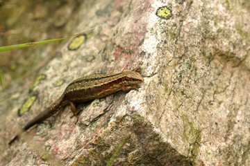 Bergeidechse, Waldeidechse