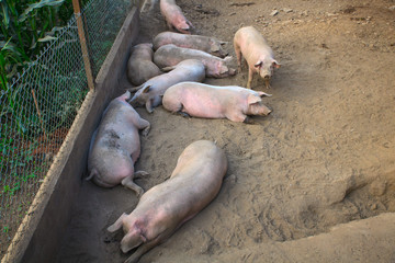 The domestic pigs