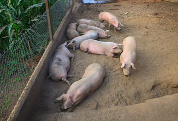 The domestic pigs © bepsphoto