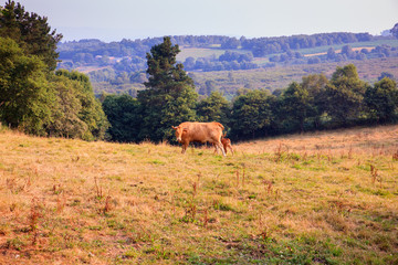 Fototapeta na wymiar Cows grazing in the spanish countryside