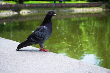 Dove wants to eat
