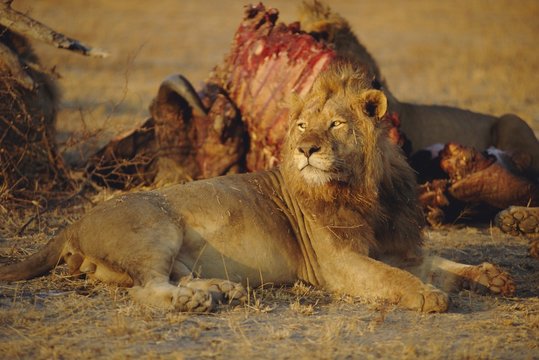 Lion (Panthera leo), Okavango Delta, Botswana