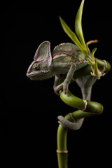 Kameleon © lucek616