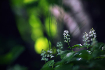 Konwalijka dwulistna