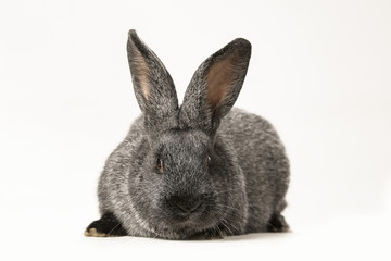 Fototapeta na wymiar grey rabbit on a white background 