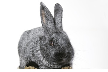 grey rabbit on a white background  