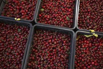 Trays of Cherries