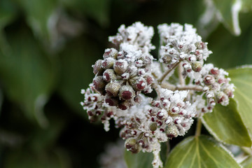 Winter frost on tree seeds