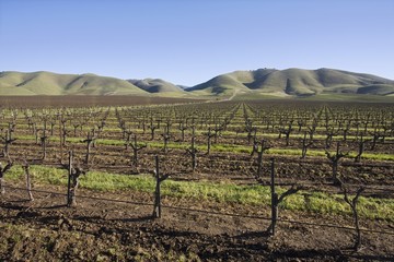 Fototapeta na wymiar Vineyard in Santa Maria California