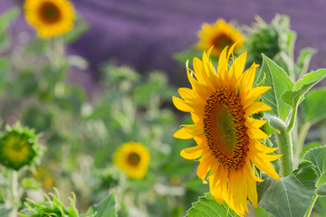 Sunflower and Lavender flowers field close up, France