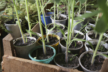 Potted plants growing in greenhouse