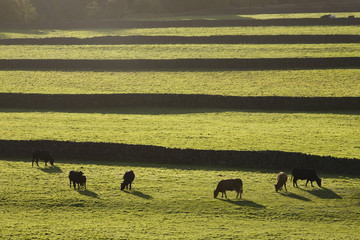 Cows on pasture in Yorkshire Dales Yorkshire England