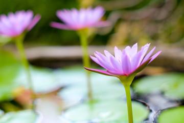 Purple lotus in a pond