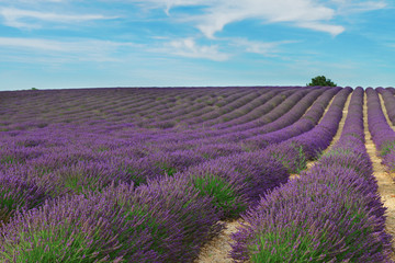 Landscape with long rows of lavender flowers field, Provence, France