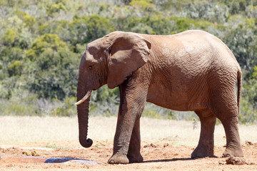 Fototapeta na wymiar African Bush Elephant arriving at the dam
