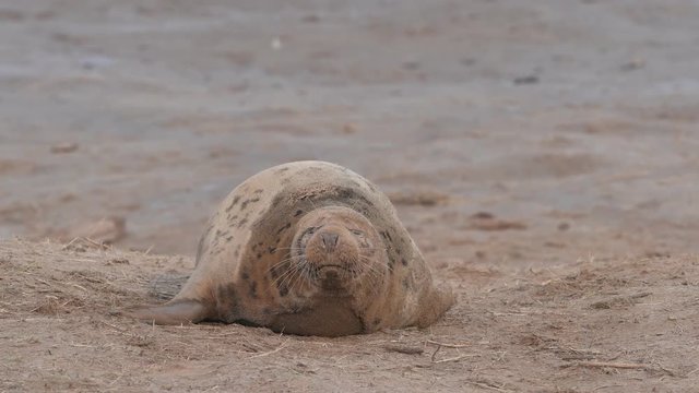 grey seal puppy while looking at you at Donna Nook Lincolnshire beach