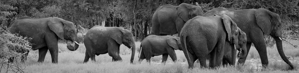 Elephant Herd Walk in Line