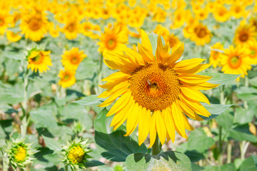 Obraz premium Field of beautiful sunflowers at summer day close up