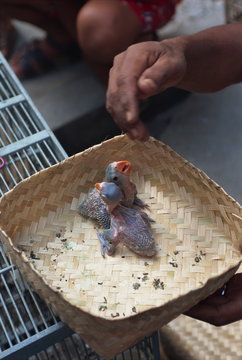 Close-up of small birds for sale in the bird market in Jogjakarta, Java, Indonesia