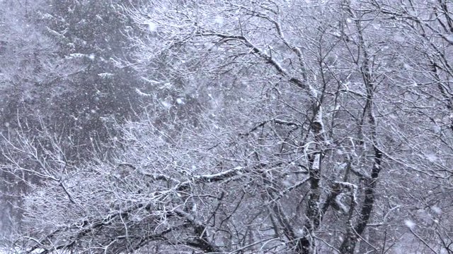 AERIAL SLOW MOTION: Heavy snowing blizzard in beautiful white winter wilderness
