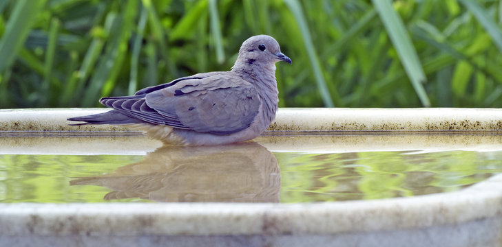 Eared dove bathing in fountain