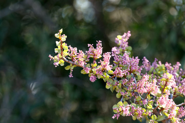 Pink succulents flowers in the nature