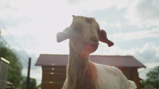CLOSE UP: Curious adorable little kid goat snooping around