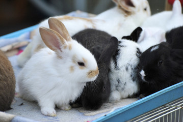Obraz premium Rabbits at bird souq in Doha, Qatar.