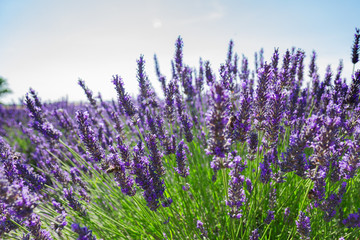 Lavender growing bush with flowers close up in summer field, France