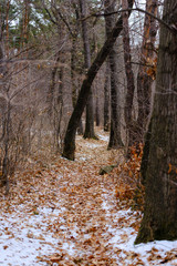 Obraz premium Amazing forest landscape, Armenia