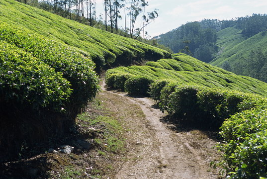 Tea estate near Munnar, Kerala state