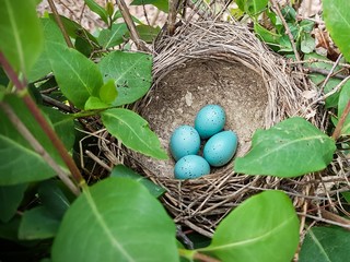 Naklejka na ściany i meble Nest of bird with five blue eggs.
