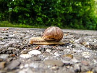 Schnecke
