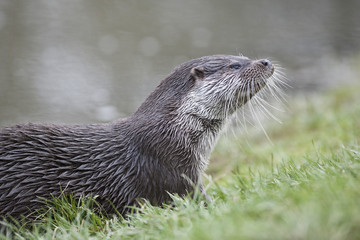Otter in grass