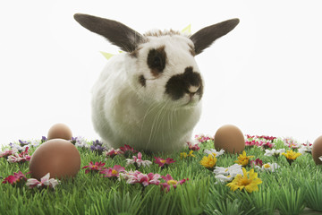 Bunny rabbit with Easter eggs on artificial meadow isolated over white background