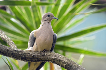 Eared dove perched on tree branch