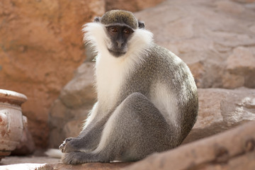 Green monkey animal in their natural habitat photo. Africa. Kenya.