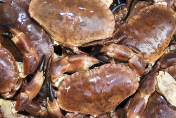 Closeup of fresh Dungeness crabs