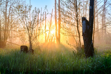 Fototapeta premium Misterious rays