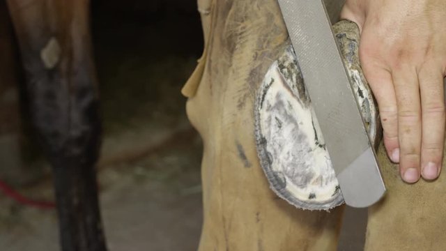 CLOSE UP: Blacksmith farrier filing off unleveled areas of horse's hoof